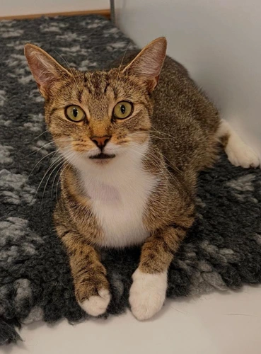Lulu