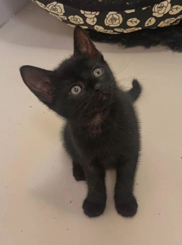 Mia