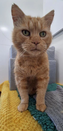 Tawny