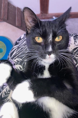 Milo