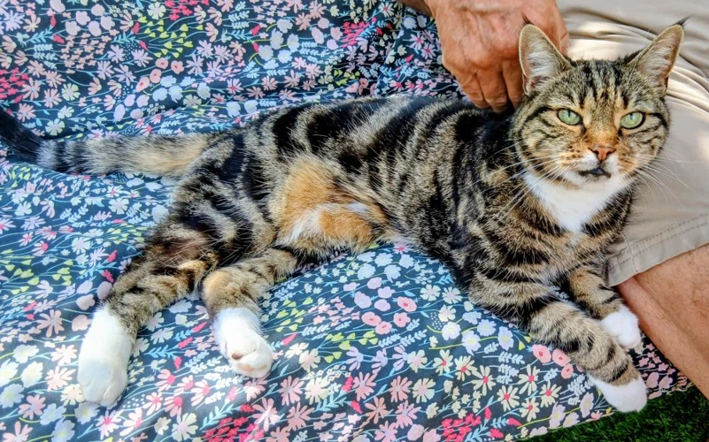Mitzi