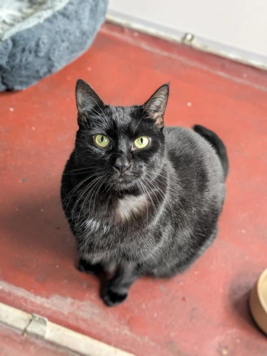 Cleocatra