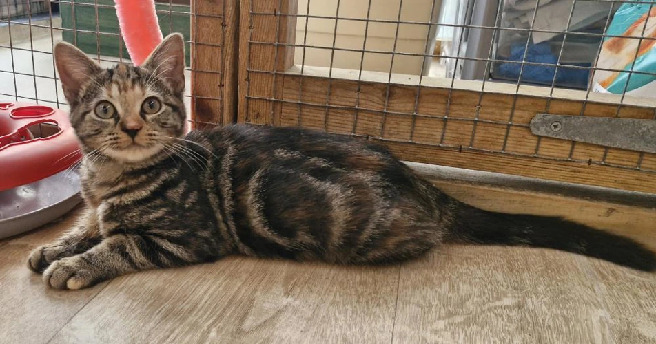 Nutmeg