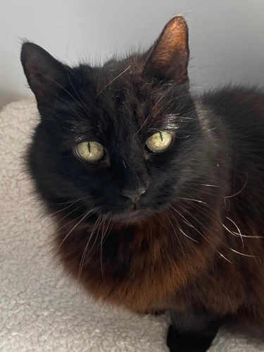 Cindi