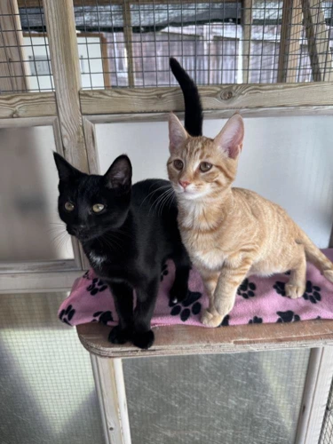Rafiki and Kovu