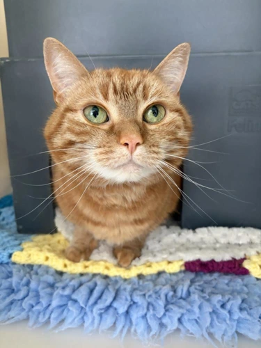 Penny