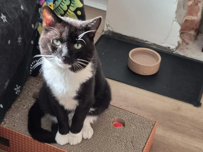 Mr Tom