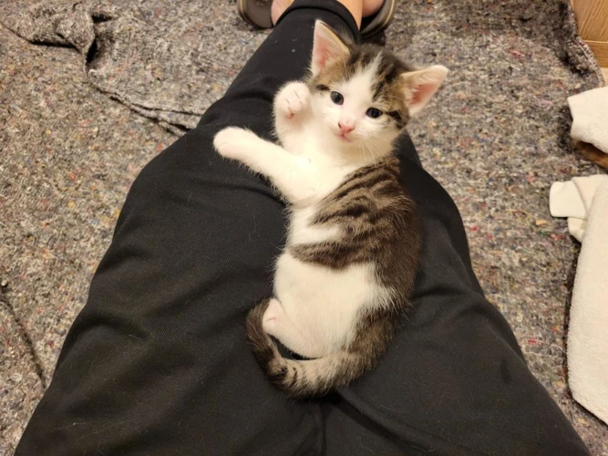 Lulu