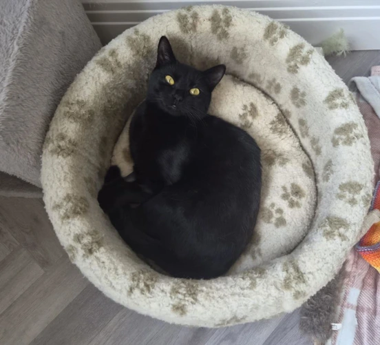 Sam