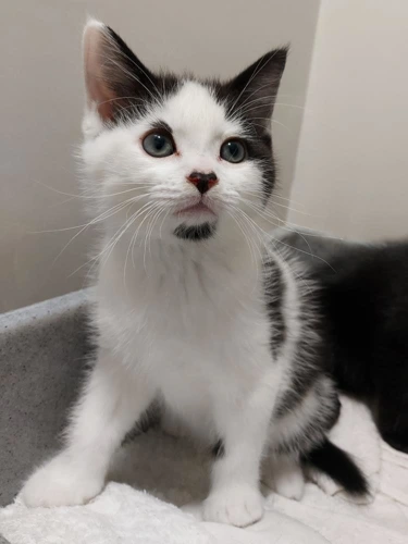 Nebula 8 Week Old Male