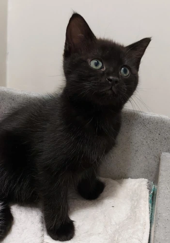 Felis 8 Week Old Female