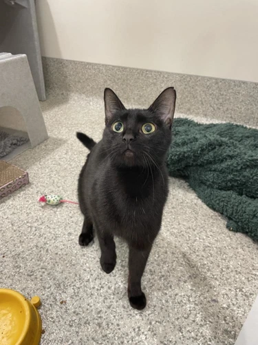 Artemis 2 Year Old Female