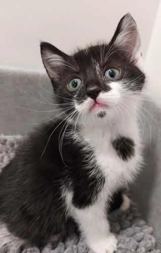 Cassian 8 Week Old Male