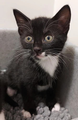 Azriel NOW Pudding 8 Week Old Male
