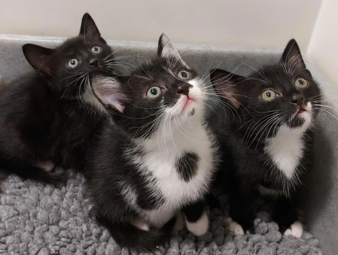 Amren 8 Week Old Female