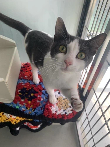 Coco