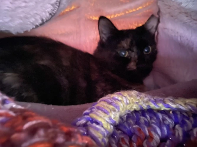 Hazel