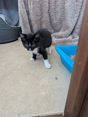 Pippin Chilli Kitten 3