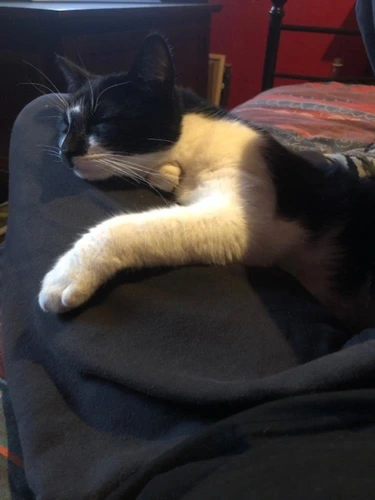 Ollie