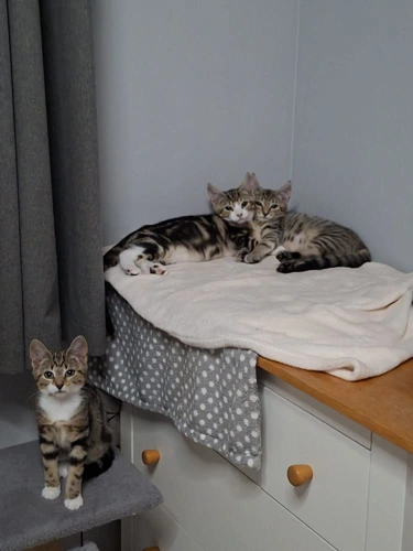 Greta Gizmo and Gremlin