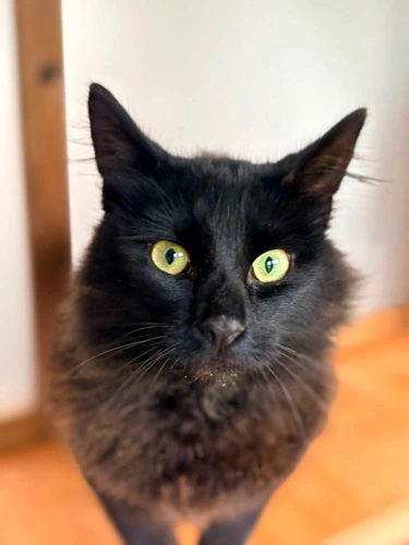 Binx