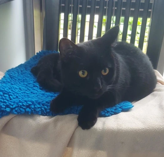 Milo
