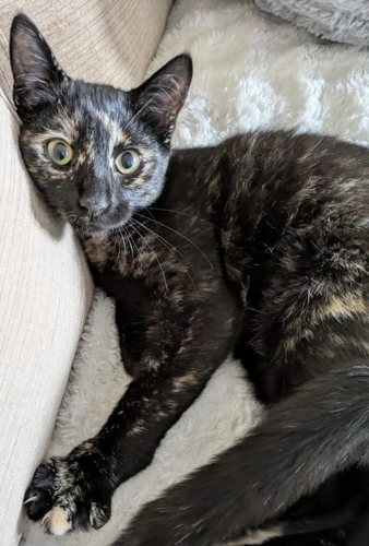 Nora