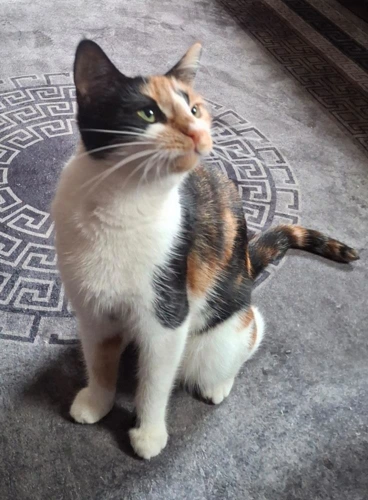 Bella
