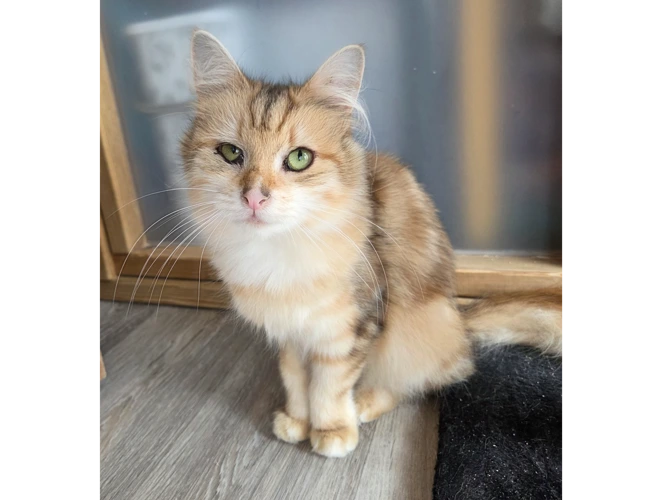 Caramel