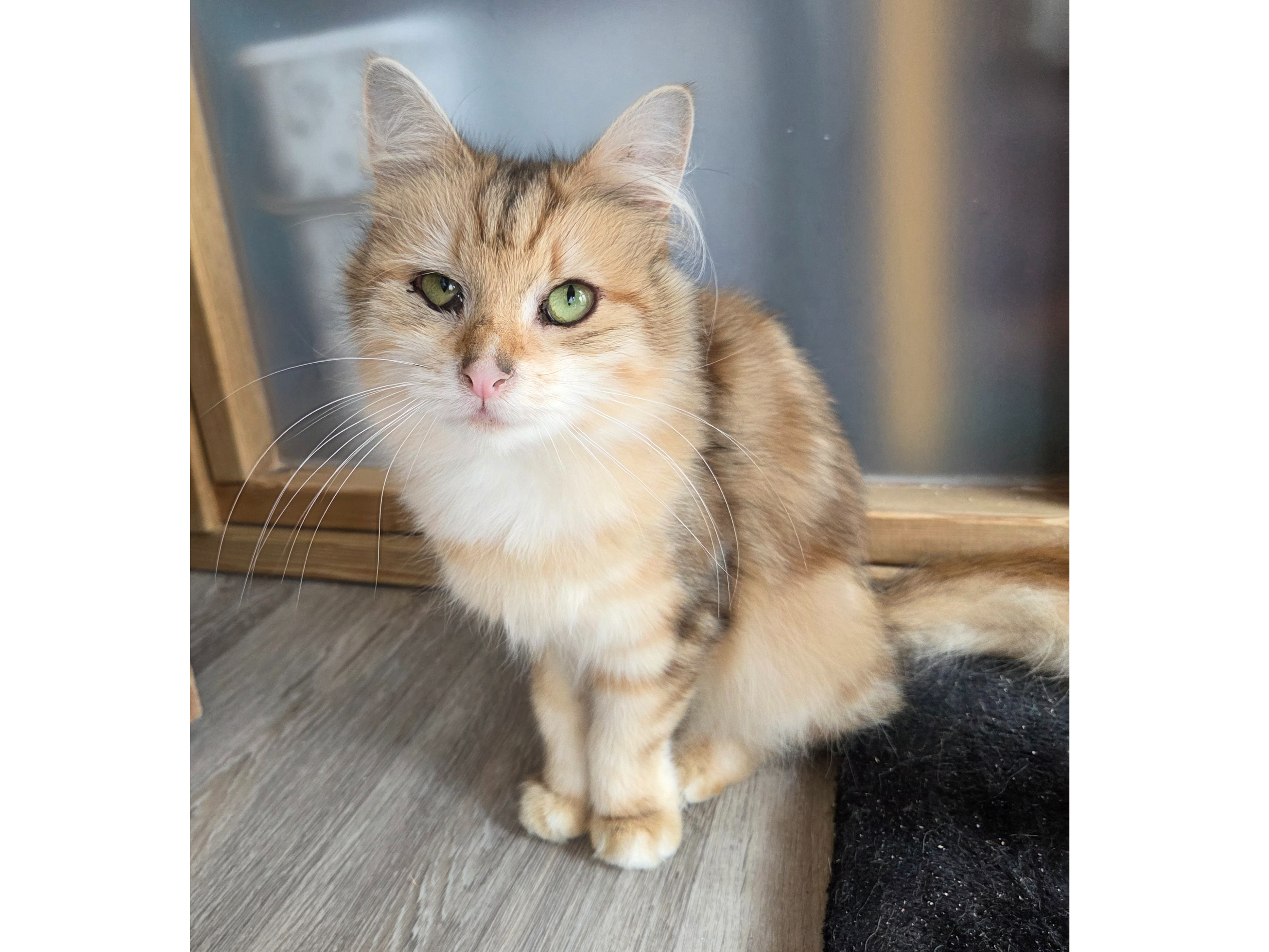Caramel