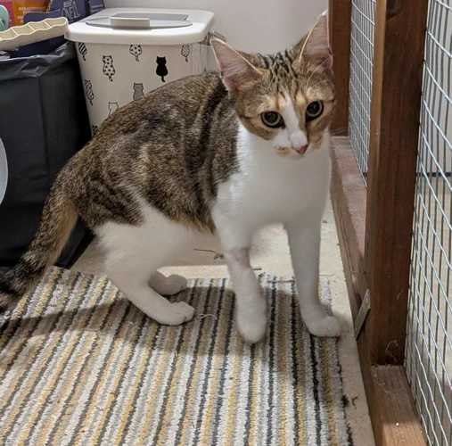 Rosie