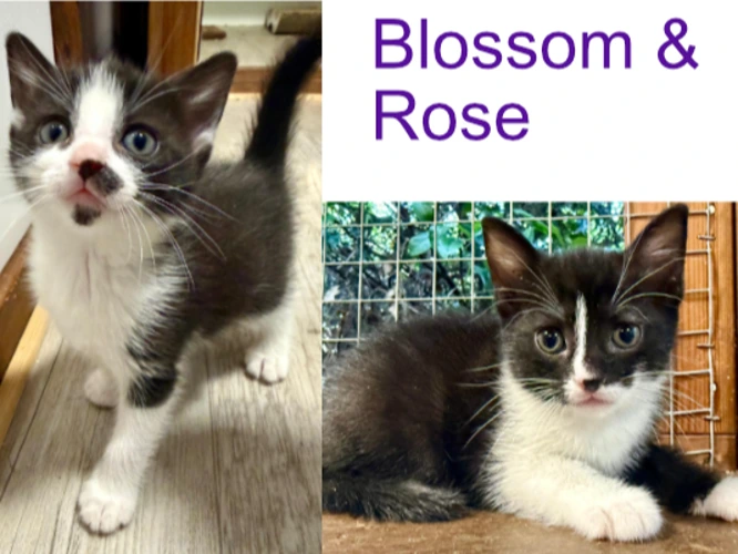 Blossom & Rose