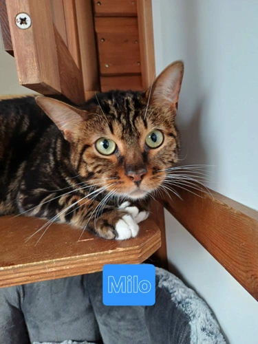 Milo