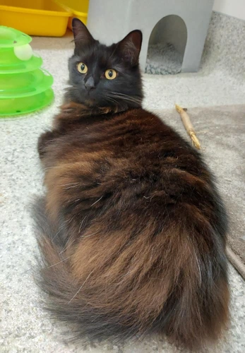 Coco 6 Year Old Female
