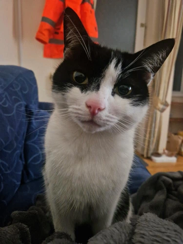 Simba