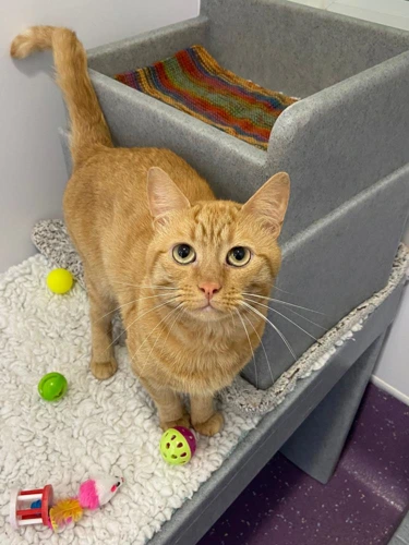 Simba