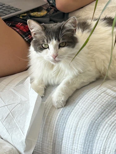 Mila