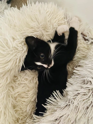 Tao and Tux