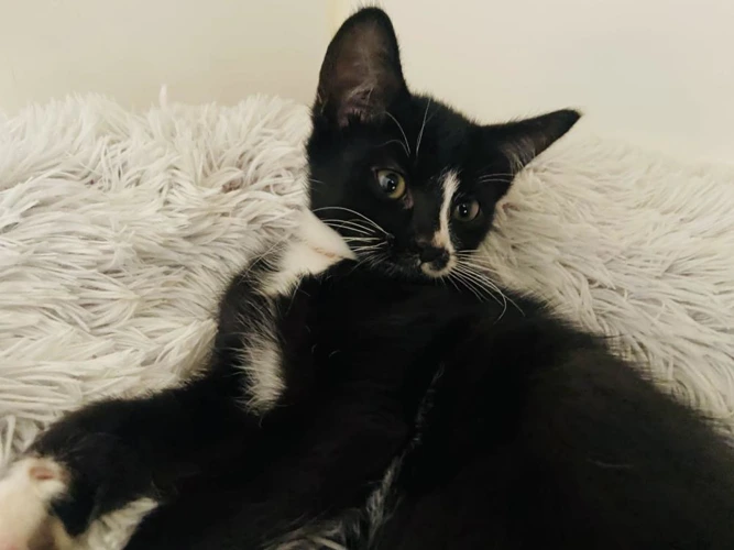 Tux and Tao