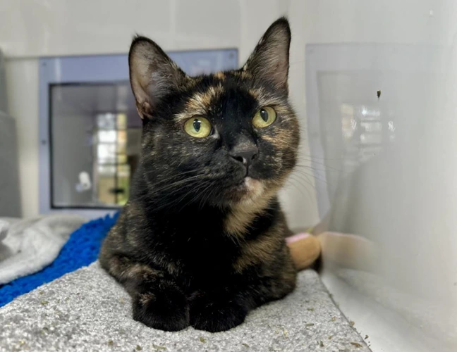 Tilly 807029