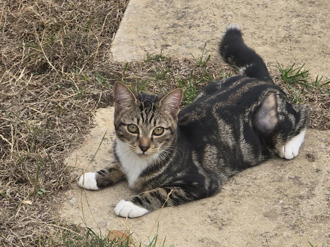 Biscuit