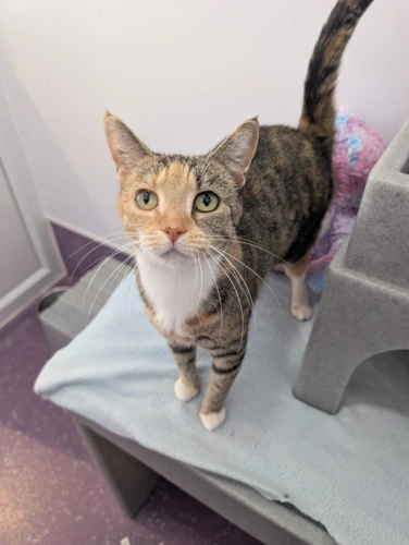 Smidge