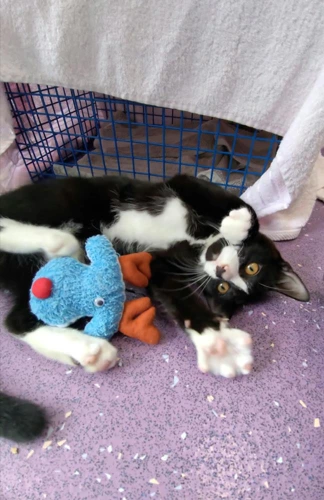Sylvester