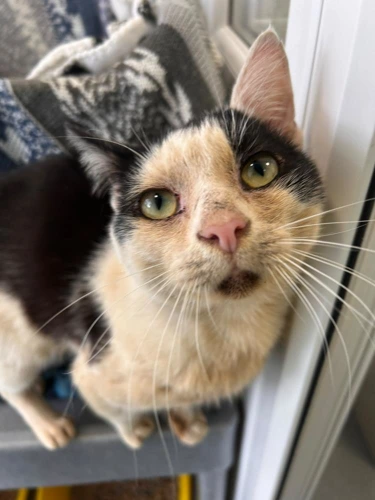 Dobby