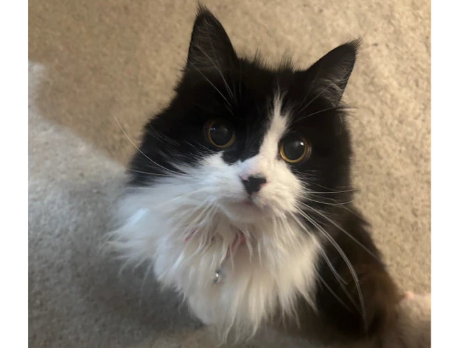 Milly