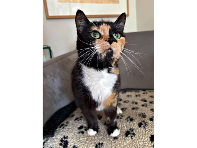 Smudge