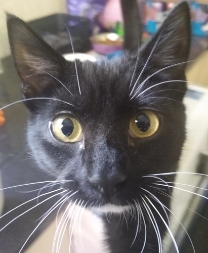 Tadpole
