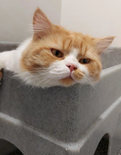 Jaffa Cake 1 Year Old Male