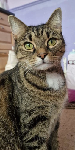 Gigi 7 Year Old Female