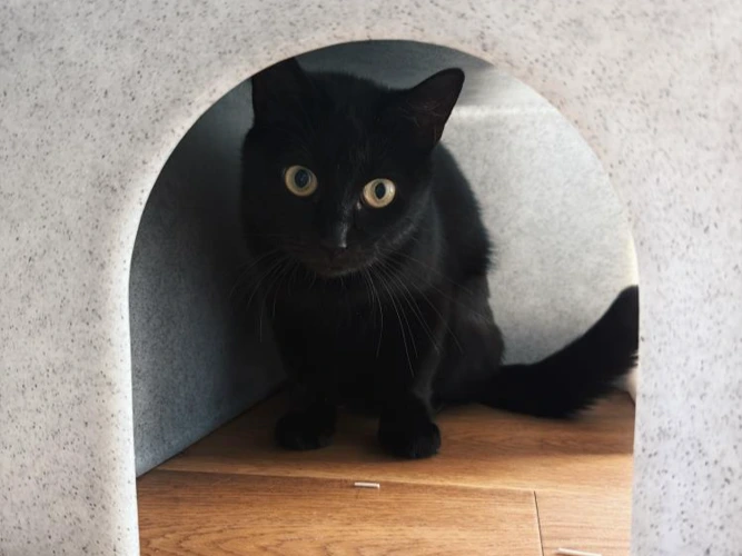 1-year-old Ebony